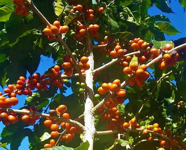 Orange Bourbon Coffee